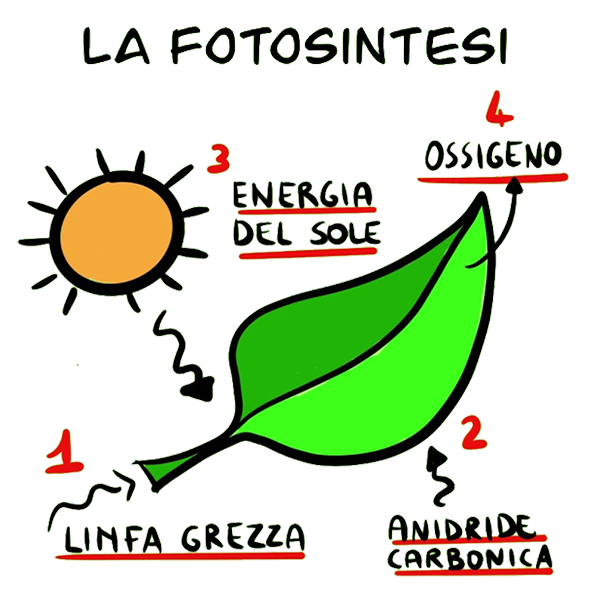 La fotosintesi clorofilliana